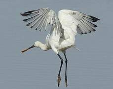 Eurasian Spoonbill