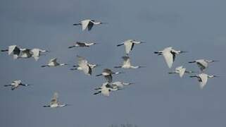 Eurasian Spoonbill