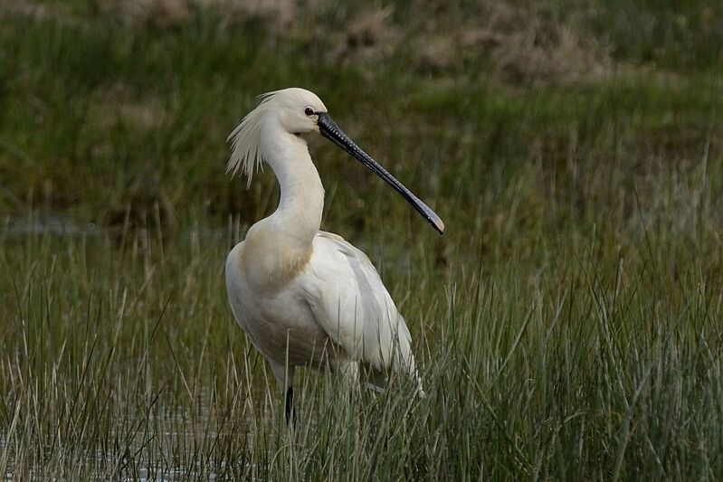 Eurasian Spoonbilladult breeding, habitat