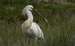 Eurasian Spoonbill