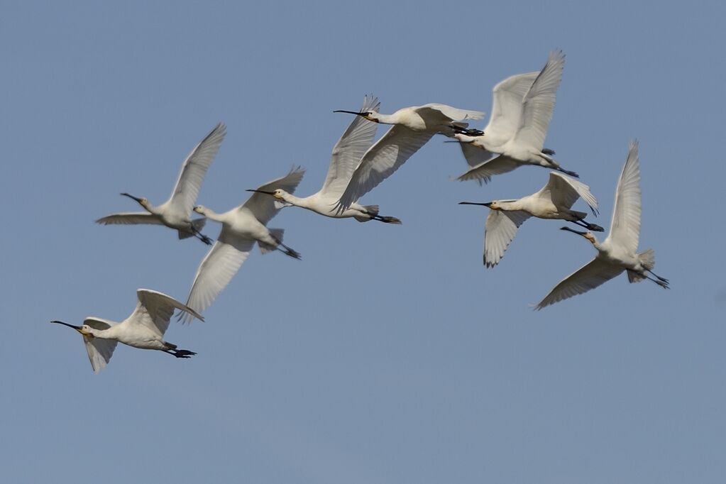 Eurasian Spoonbill, Flight