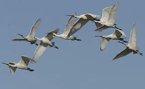 Eurasian Spoonbill