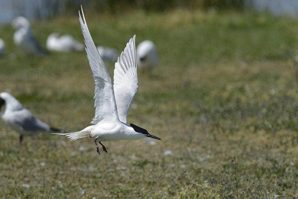 Sandwich Ternadult breeding, Flight