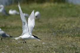 Sandwich Tern