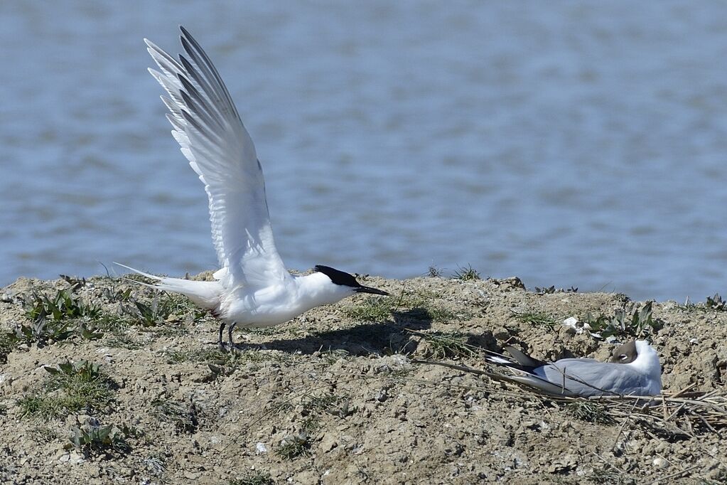 Sandwich Ternadult breeding, Flight