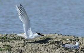 Sandwich Tern