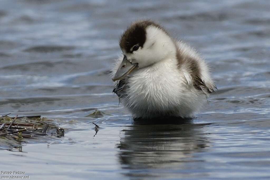 Common ShelduckPoussin, close-up portrait