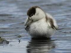 Common Shelduck