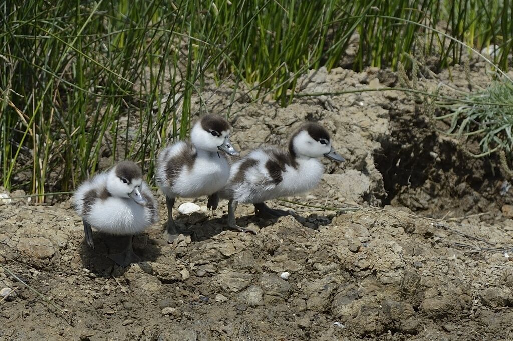 Common ShelduckPoussin, Behaviour