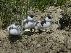 Common Shelduck