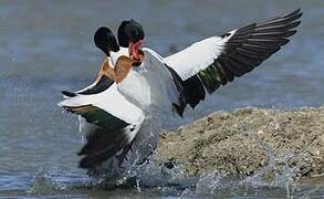 Common Shelduck