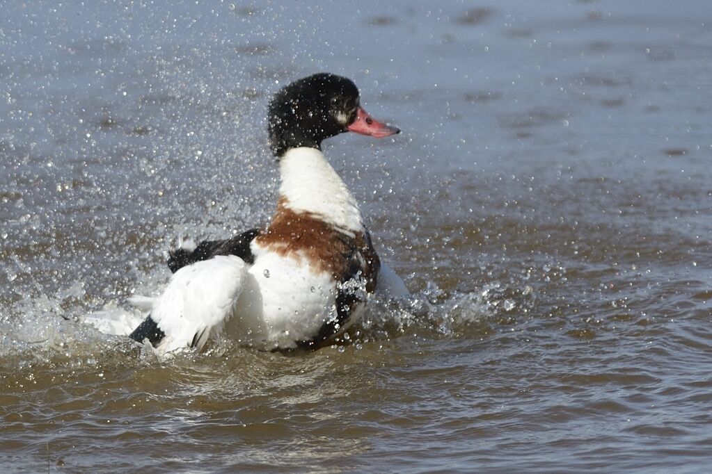 Common Shelduck female adult, care