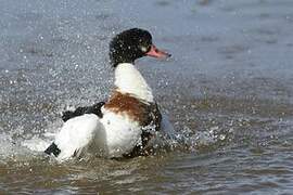 Common Shelduck