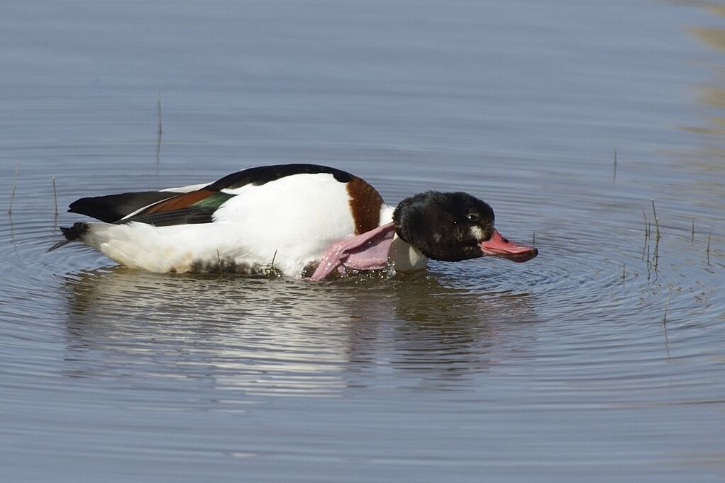 Common Shelduck female adult, care