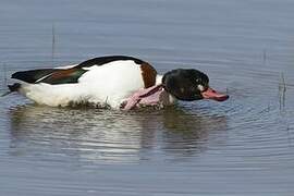 Common Shelduck