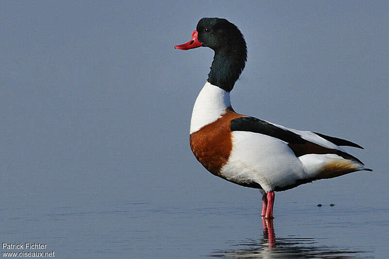 Common Shelduck male adult, identification