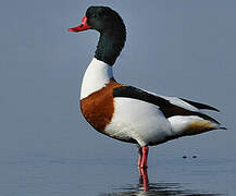 Common Shelduck