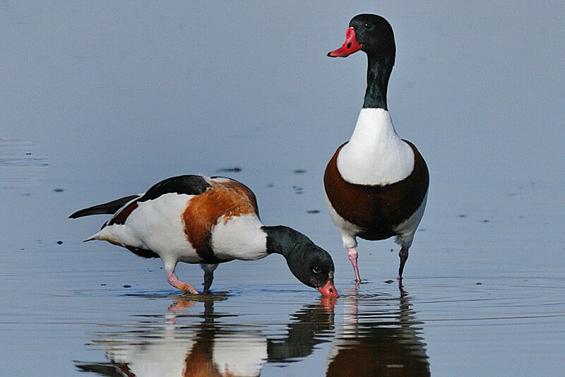 Common Shelduck adult