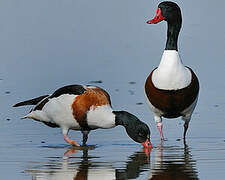 Common Shelduck