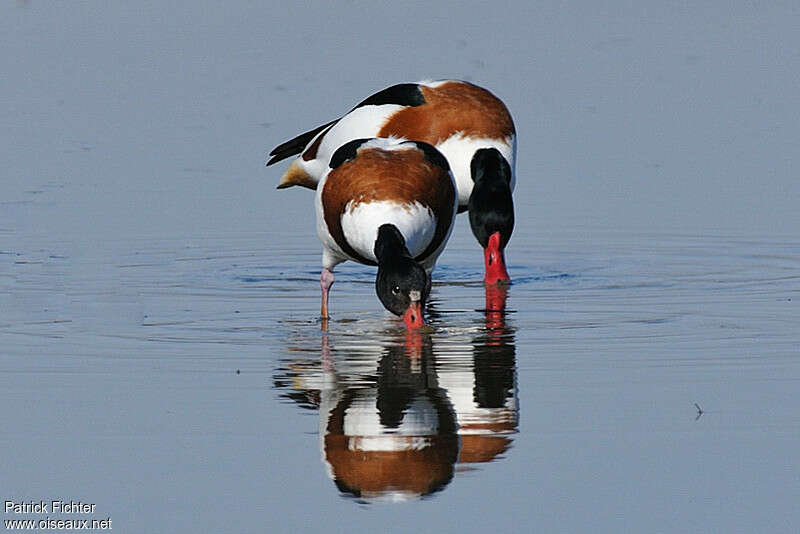 Common Shelduckadult, Behaviour