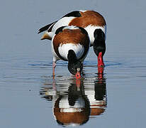 Common Shelduck