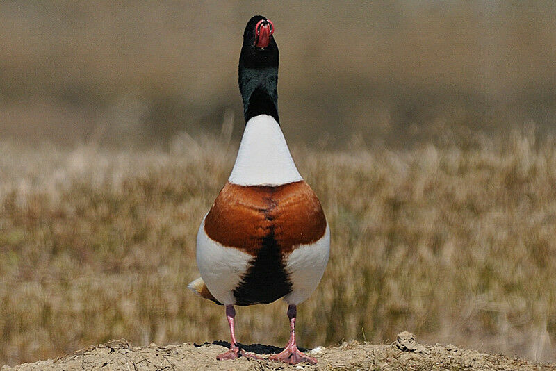 Common Shelduck male adult