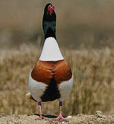 Common Shelduck