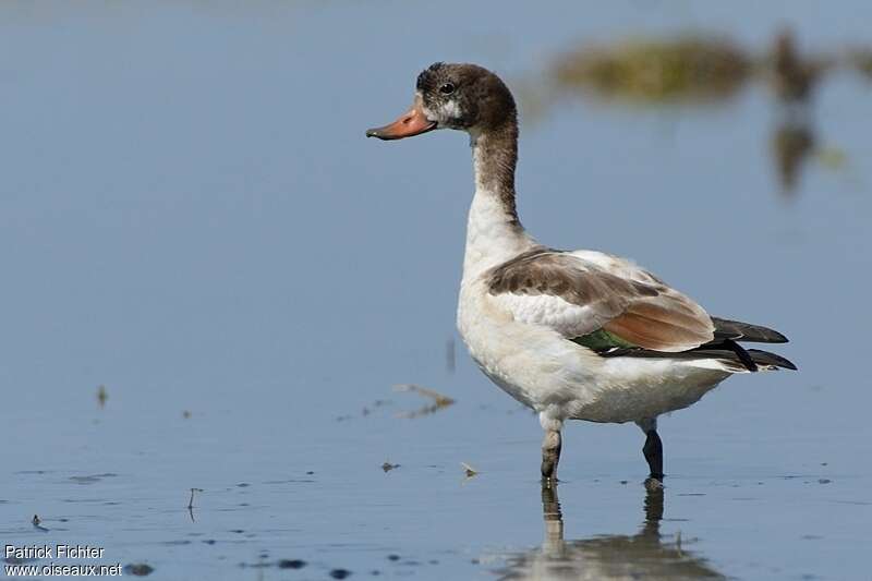 Tadorne de Belonjuvénile, identification