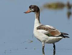 Common Shelduck