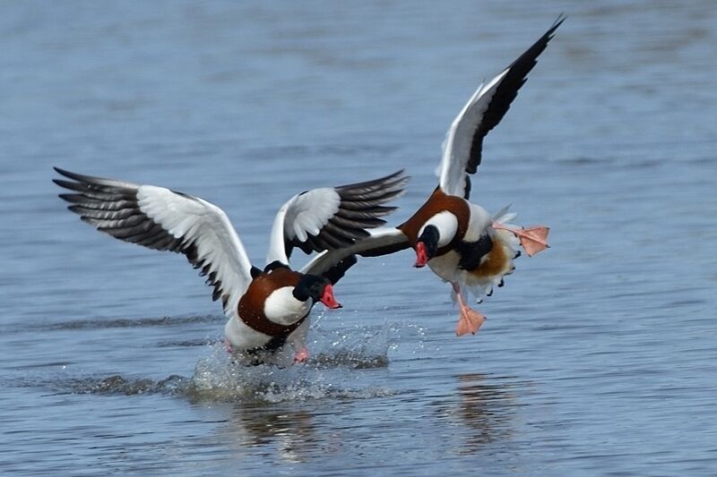 Common Shelduck male adult