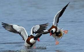 Common Shelduck