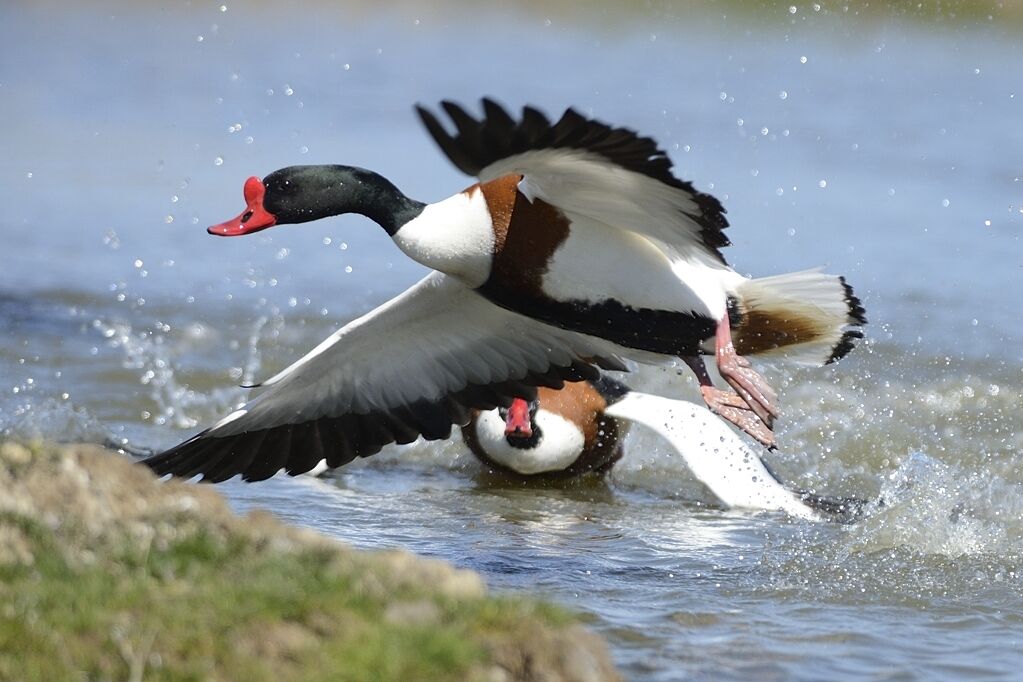 Common Shelduckadult breeding, courting display