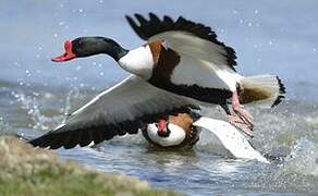 Common Shelduck