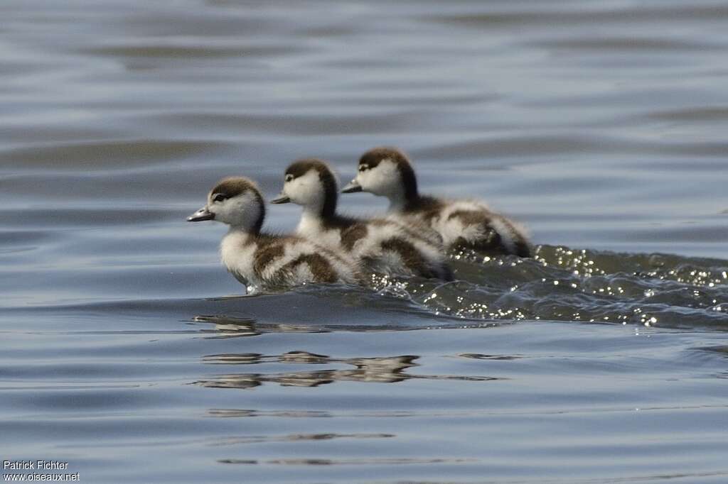 Common ShelduckPoussin, swimming, Reproduction-nesting