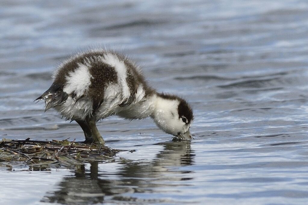 Common ShelduckPoussin, drinks