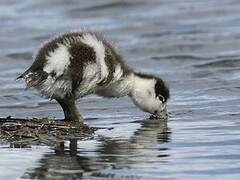 Common Shelduck