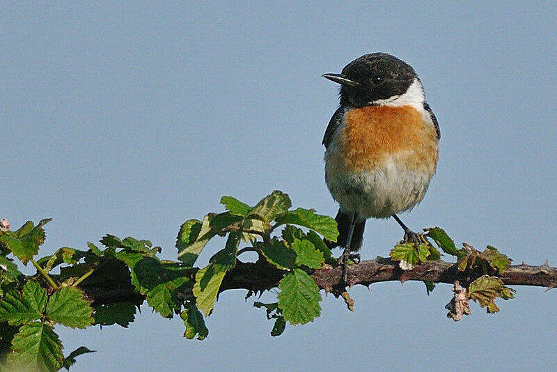 European Stonechat male adult