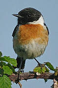 European Stonechat