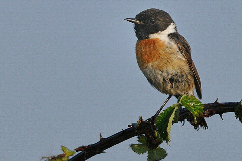 European Stonechat male adult