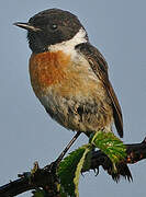 European Stonechat