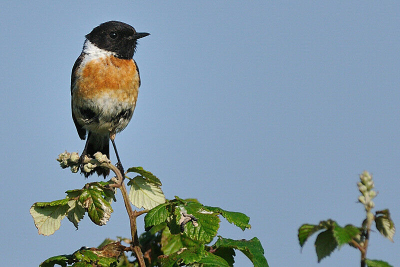 European Stonechat male adult