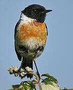 European Stonechat