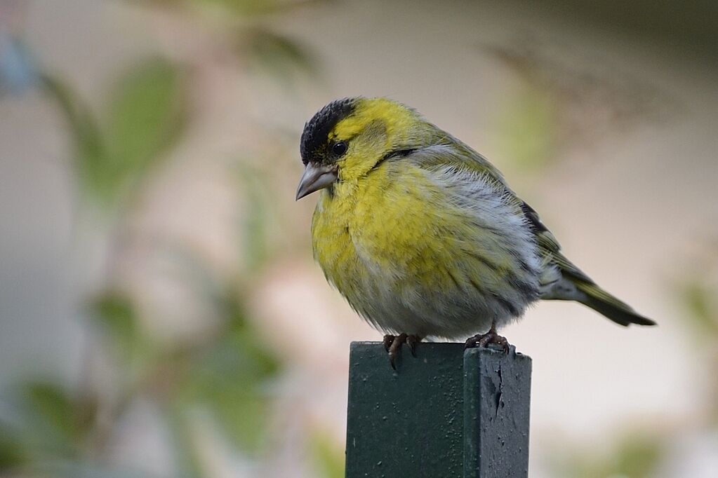 Eurasian Siskin male adult breeding