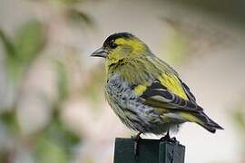 Eurasian Siskin