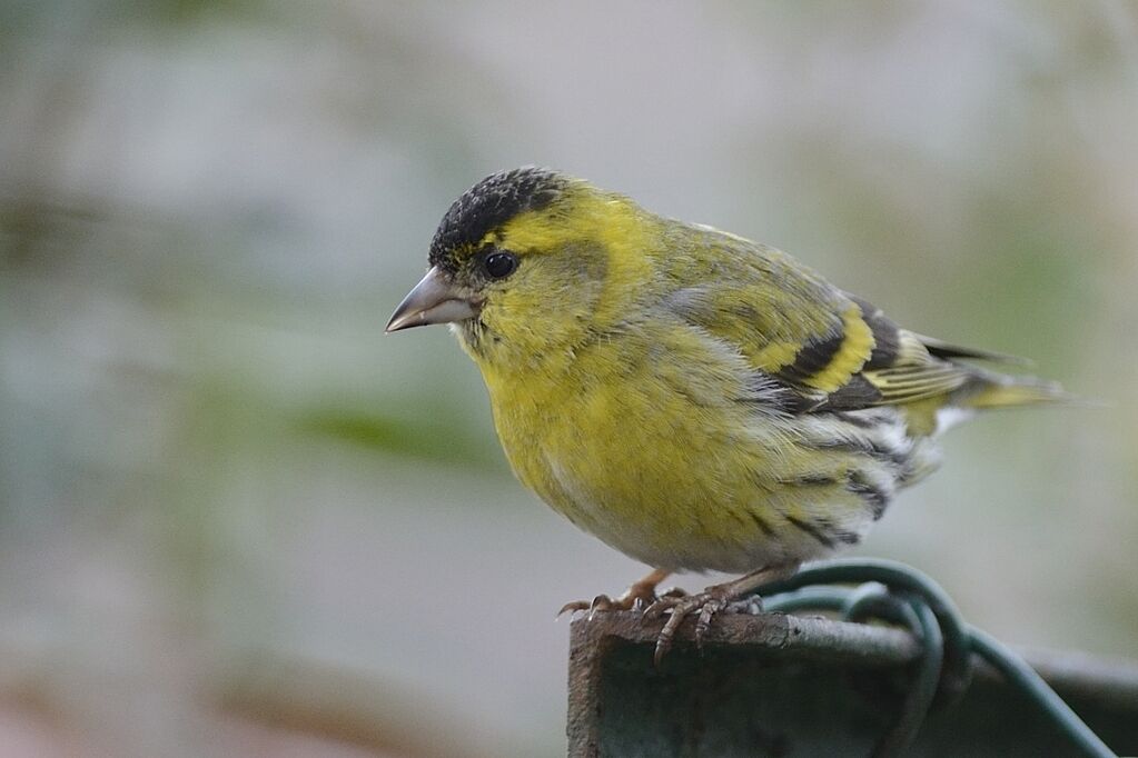 Eurasian Siskin male adult breeding