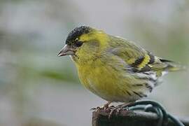 Eurasian Siskin