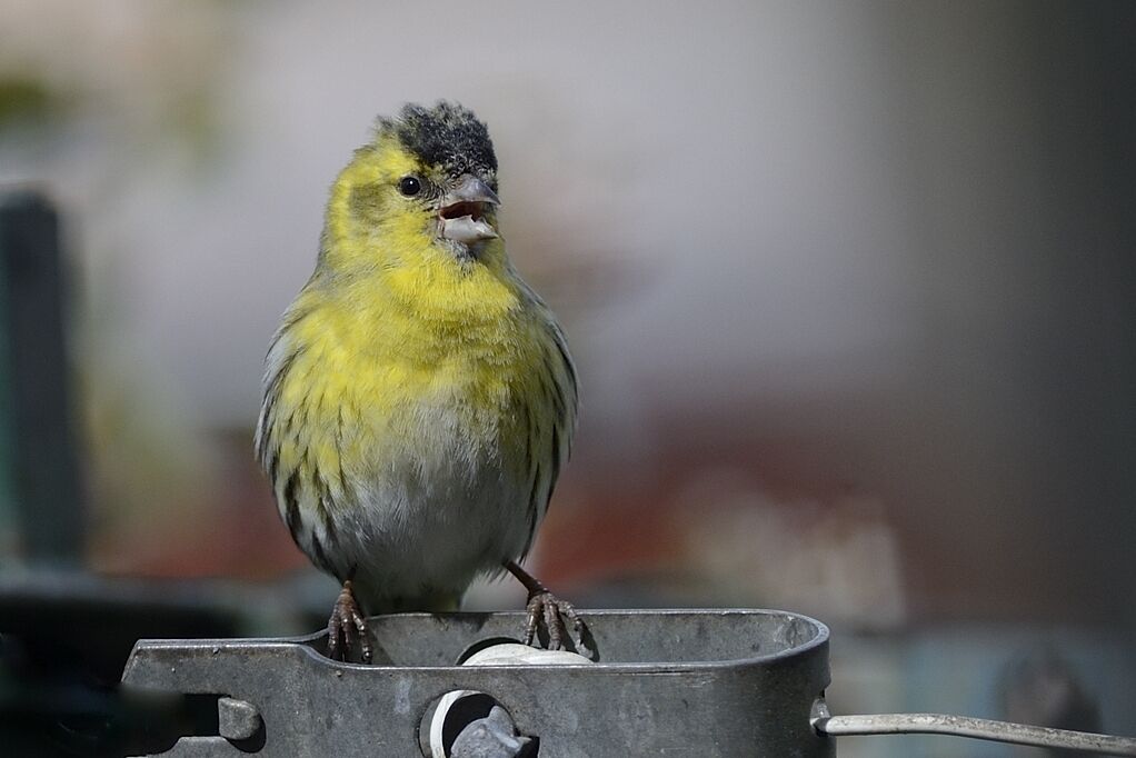 Eurasian Siskin male adult breeding