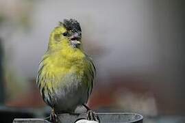 Eurasian Siskin