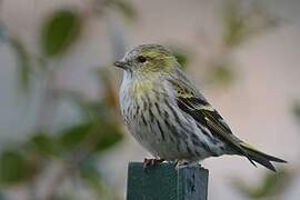 Eurasian Siskin