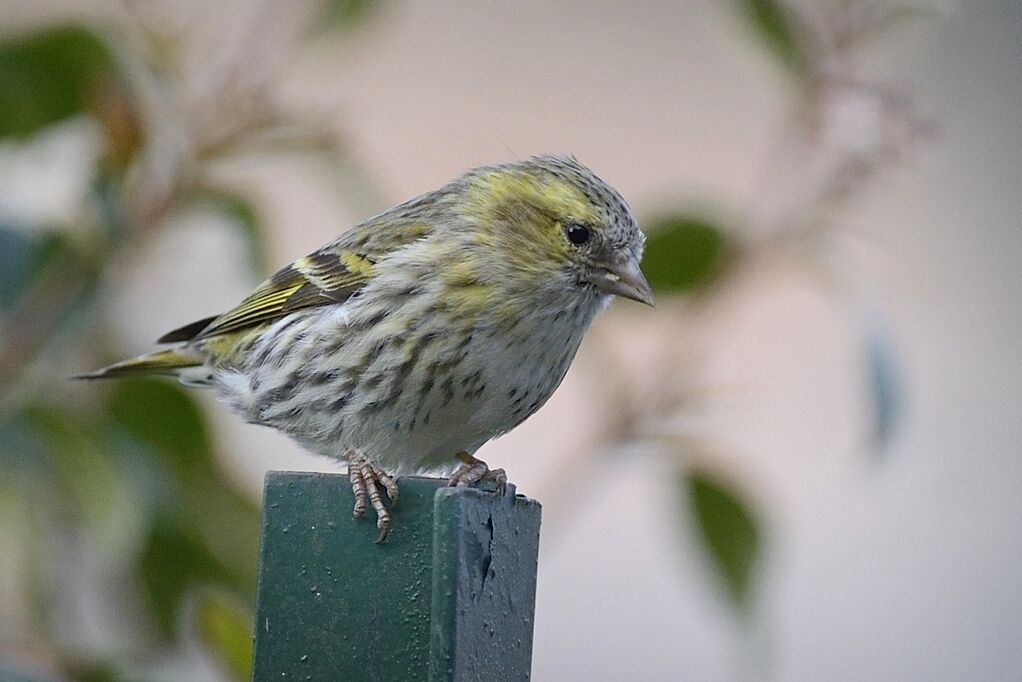 Eurasian Siskin female adult breeding